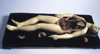 Illustration for article titled Creepy wax anatomy models from the 1700-1800s. Apologies if you planned on sleeping tonight.